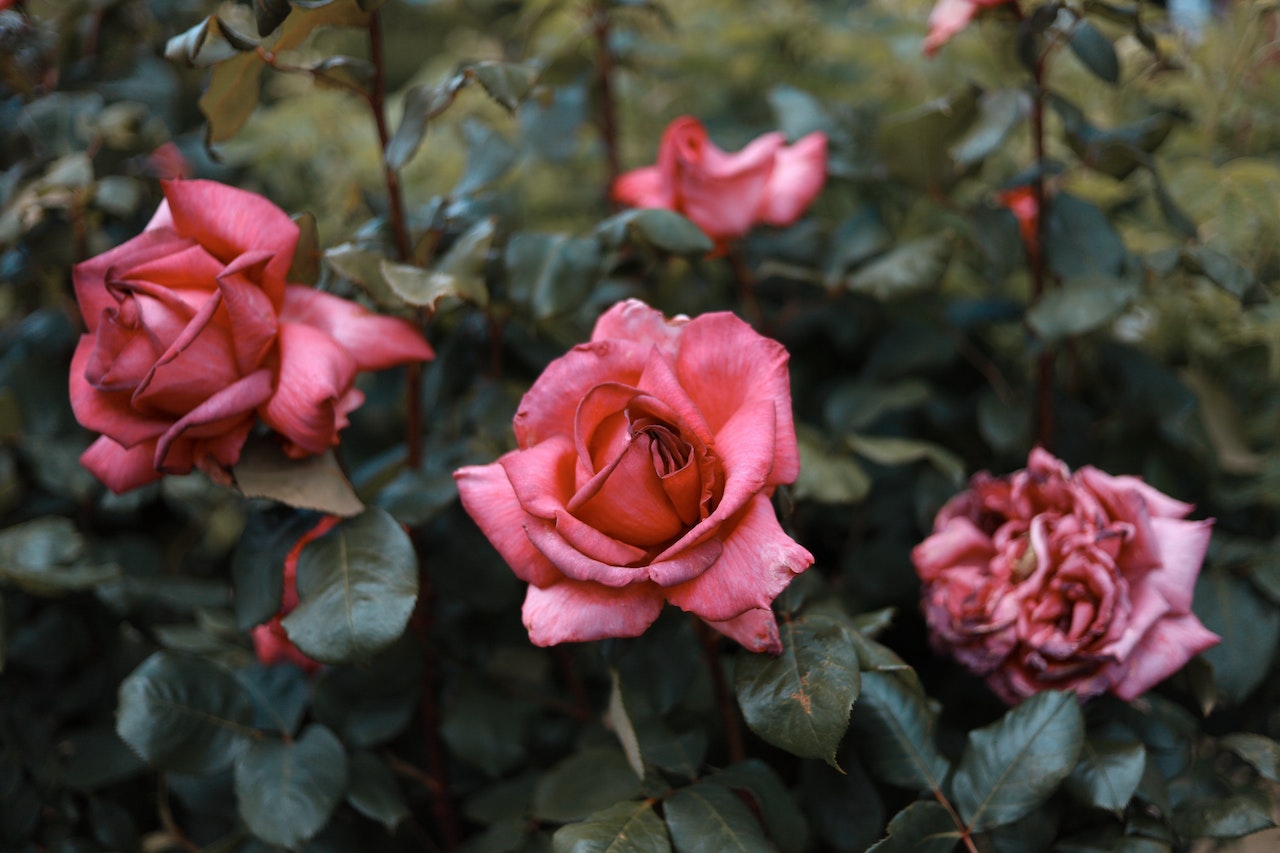 Everything You Need to Know About Planting Bare-Root Roses